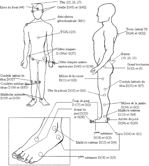 Figure 6  : Illustration des  marqueurs  réels  (ronds blancs)  et imaginaires  (ronds  sombres)  sur  les  repères  anatomiques