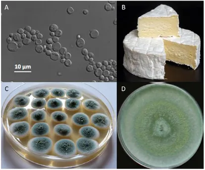 Figure 3 : Les champignons dans l'industrie. 