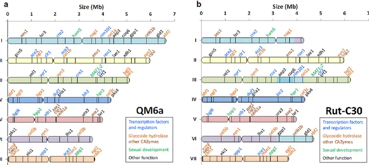 Figure 11: Réarrangements chromosomiques de la souche RutC30 par rapport à la souche QM6a