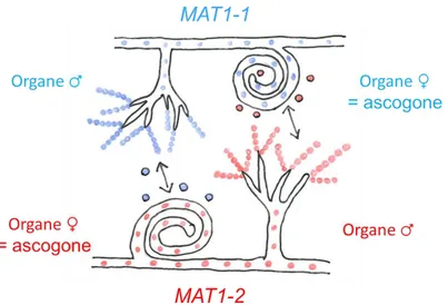 Figure 12 : Reproduction sexuée chez un champignon ascomycète filamenteux hétérothallique et hermaphrodite