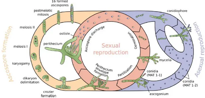 Figure 14 : Cycle de vie théorique de T. reesei combinant un cycle sexué et un cycle asexuée