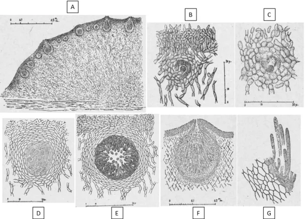 Figure 20 : Développement des périthèces chez H. schweinitzii. 