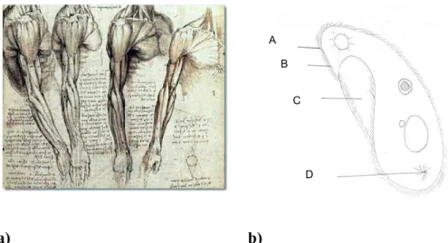 Figure 1. Examples of traditional imagery in biology a) Anatomical drawing of  arm muscles by Leonardo da Vinci, and b) Paramecium (original: J