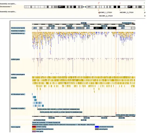 Figure 2. Graphical representation of section of human chromosome 1 created  using publicly available free-ware from the Ensembl project at 