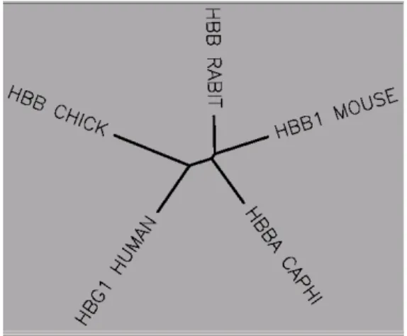 Figure 3. Phylogenetic tree showing sequence homology between human,  chicken, goat mouse and rabbit haemoglobin beta, constructed using publicly  available free-ware from Biology Workbench at http://workbench.sdsc.edu  (original: J