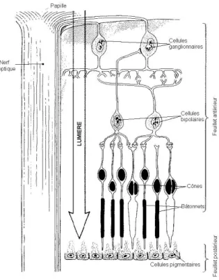 Figure  6  : Couches cellulaires de la rétine  :  couche pigmentaire, photorécepteurs et  neurones rétiniens