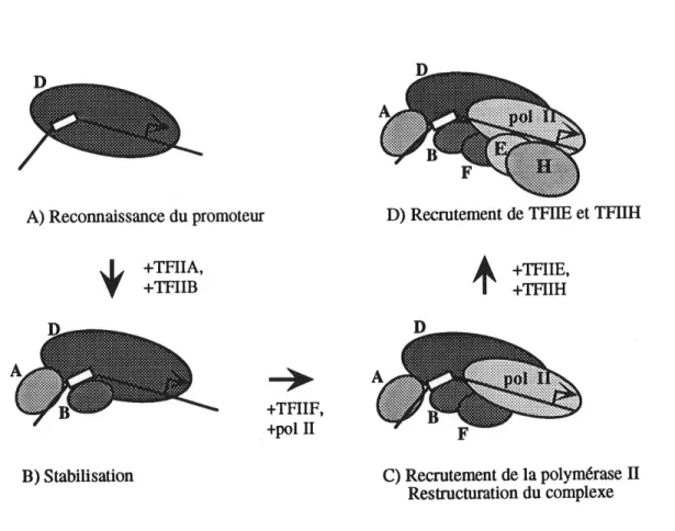 Figure 2. Formation du complexe pre-transcriptionnel de PARN polymerase II.