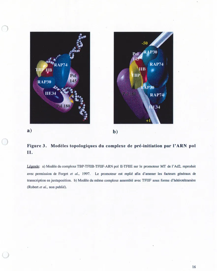 Figure 3. Modeles topologiques du complexe de pre-initiation par 1'ARN pol II.