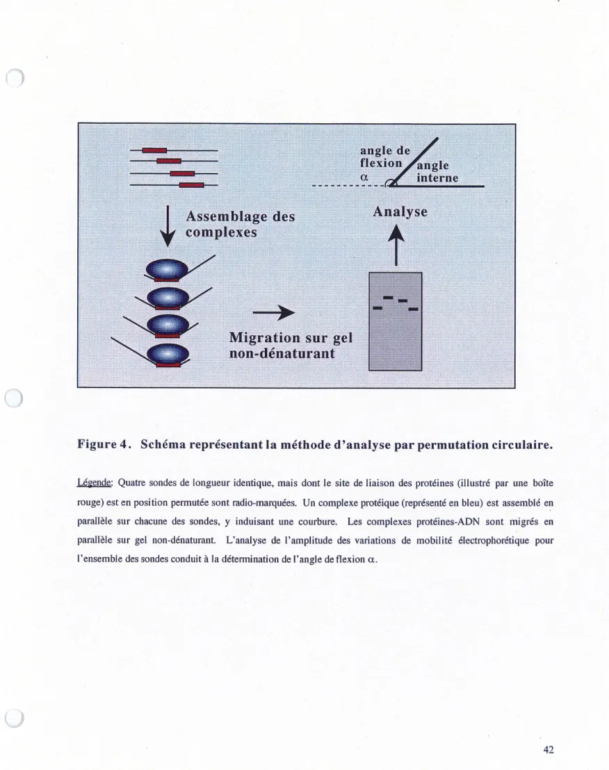 Figure 4. Schema representant la methode d'analyse par permutation circulaire.