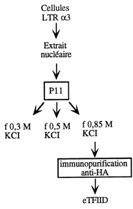 Figure 5. Schema de purification de TFIID.