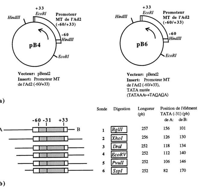 Figure 7. Plasmides et sondes utilises en analyse par permuation circulaire.