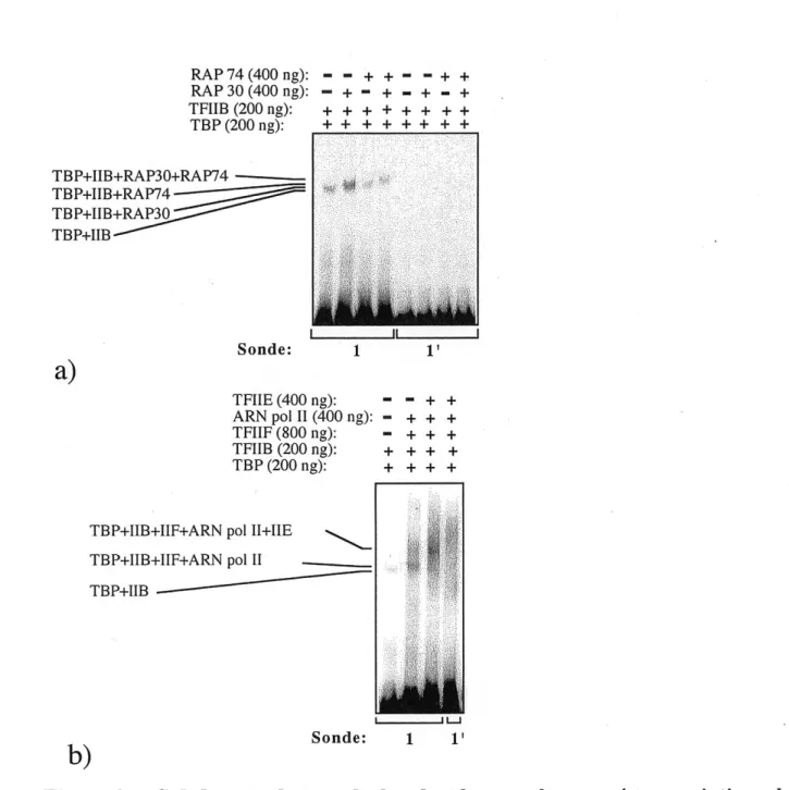 Figure 8. Gel de retardement de bandes de complexes pre-transcriptionnels assembles sequentiellement.