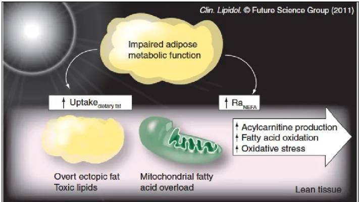 Figure  4 :  La  surcharge  mitochondriale  en  acides  gras  comme  modèle  de  la  lipotoxicité