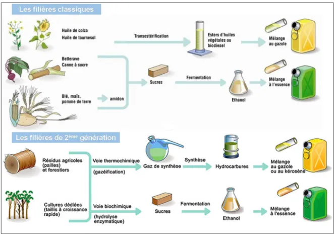 Figure 1 : Illustration des procédés d'obtention de biocarburants de 1ère  et 2ème  génération à partir de biomasse végétale  (source : IFP Energies Nouvelles) 