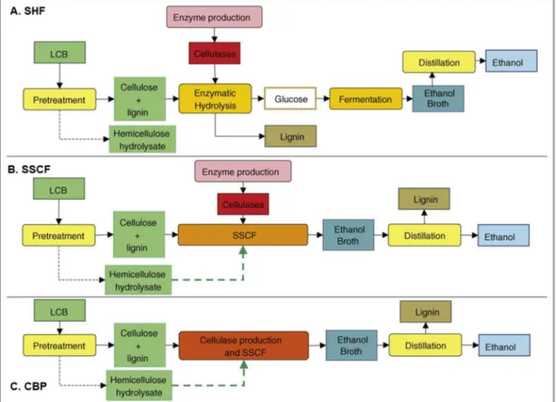 Figure 9 : Schéma des procédés de production de bioéthanol à partir de biomasse lignocellulosique (LCB) (Margeot et al., 2009)   A
