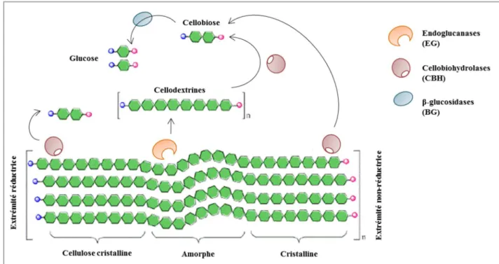 Figure 10 : Représentation schématique de l'action des cellulases sur la cellulose (Sreedharan et al., 2016)