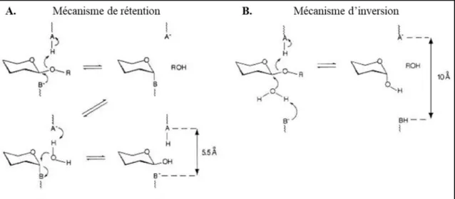 Figure 12 : Comparaison des deux principaux mécanismes d’hydrolyse des liaisons glycosidiques (Davies and Henrissat, 1995)  A