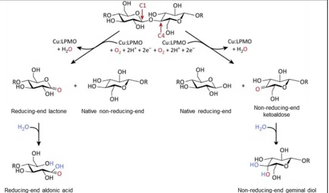 Figure 14 : Régiosélectivité de l'oxydation des liaisons glycosidiques par les LPMO (d'après Hemsworth et al., 2015) 