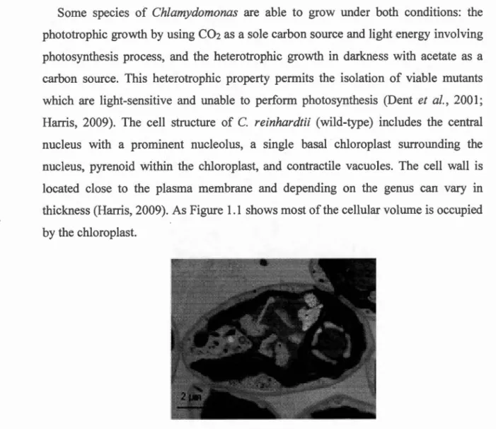 Figure  1.1  TEM  image of alg a1  cell  ultrastructure for  C hlamydomonas  r e inhardtii  wild-type 