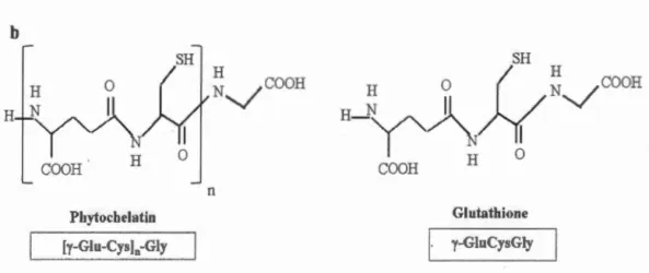 Figure  1.2  a)  Genera l  mechanism  involved  in  PC s  synthesis  b)  C h emica l  structures  of  phytochelatin and g lut athione 