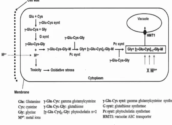 Figure  1.3  General  schema  of  metal  detoxification  mechanism  by  phytochelatins  in 