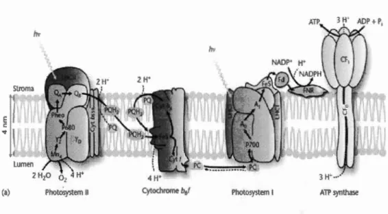 Figure  1.4  Protein  comp lexes  and  cofactors  invo lved  in  the  lin ear transport  of electrons  and 