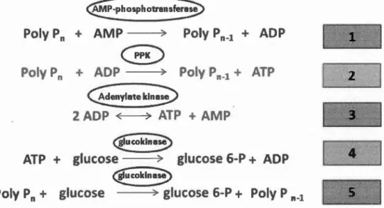 Figure 2.2  Polyphosphate as  a  substitute for  A TP ,  made  from  (Hsieh  e t al. ,  1993 ;  Kornberg , 