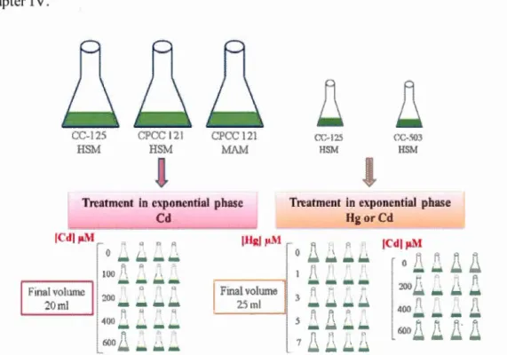 Fig ur e 3.3  Ex p e rim e nt a l  treatment ofalgal  ce ll s  w i t h  Cd  o r H g ( 11 ) 