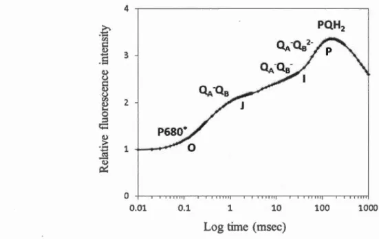 Figure 3.4  Rapid  chlorophyll  a  fluorescence  induction  on  logarithmic time  scale showing  the 