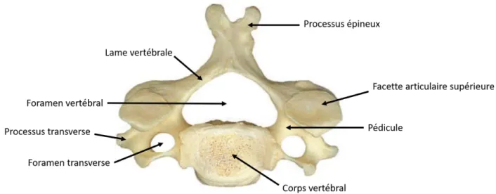 Figure 4 : Vue de haut d’une vertèbre cervicale, adapté de Tortora et Derrickson 2017 