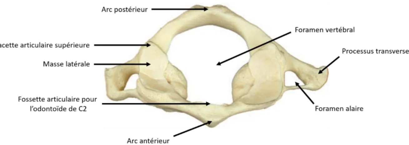 Figure 6 : Vue de haut de l'atlas, adapté de Tortora et Derrickson 2017 