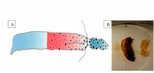 Figure  1.1 :  A)  Schematic of a lepidopteran larval gut adapted from Engel and Moran  (2013)