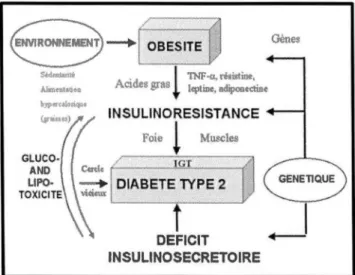 Figure 2. 2 Mécanisme de l'obésité et diabète de type 2. (Rorive, Letiexhe, Scheenet Ziegler, 2005) 