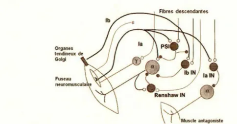 Figure 2.2  Schéma des circuits spinaux. alimentés par les fibres descendantes et les  afférences sensitives  la  et  lb 