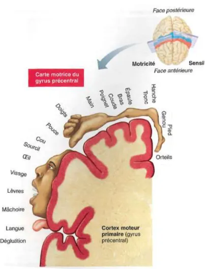 Figure 1: Homoncule moteur 