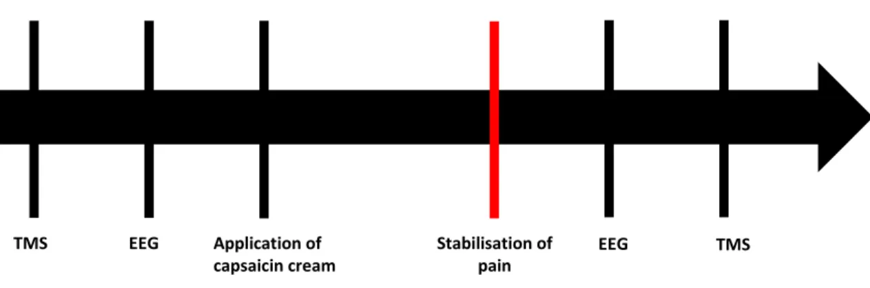 Figure 1. Timeline of the experimental procedures 