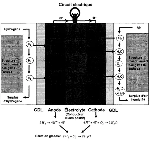 Figure 1.1 : Schema d'une pile a combustible de type PEMFC 