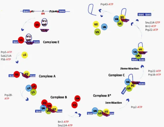 Figure  1.2:  Schéma  général  des  différentes  étapes  de  l'épissage  du  pré-ARNm  par  le  splicéosome  majeur