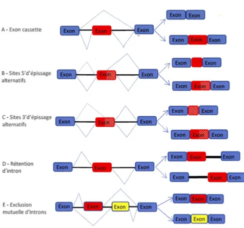 Figure  1.4: Les différents types d'épissage alternatif.  Différents ARNm  peuvent  être  produits  par différents  événements,  les  exons  sont  les  boites  colorées  avec  ceux en  rouges ou jaunes représentants  les  alternativement épissés, tandis qu