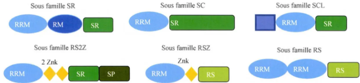 Figure  1 .5  :  Organisation  structurale  des  sous-familles  de  protéines  SR.  Chaque  figure  colorée  représente une région spécifique ou domaine  de la séquence aminée des protéines SR