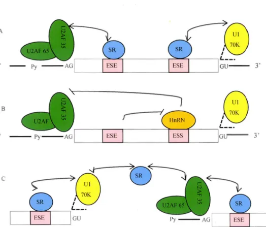 Figure  1.6 : Rôles des protéines SR dans la sélection du site d'épissage. (A) Les protéines SR liées  aux  éléments  activateurs  de  l'épissage  exonique  (ESE:  Exonic  splicing  enhancer)  recrutent  les  facteurs d'épissage U2AF35 et Ul-70K respective