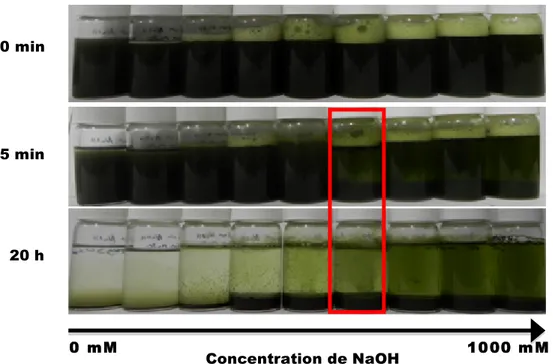 Figure	
  4.1	
  Variation	
  de	
  la	
  concentration	
  de	
  NaOH	
  en	
  fonction	
  du	
  temps	
  de	
  sédimentation	
  de	
  Scenedesmus	
  sp.	
   AMDD	
  à	
  2g/L	
  avec	
  une	
  concentration	
  de	
  10	
  mM	
  de	
  MgSO 4