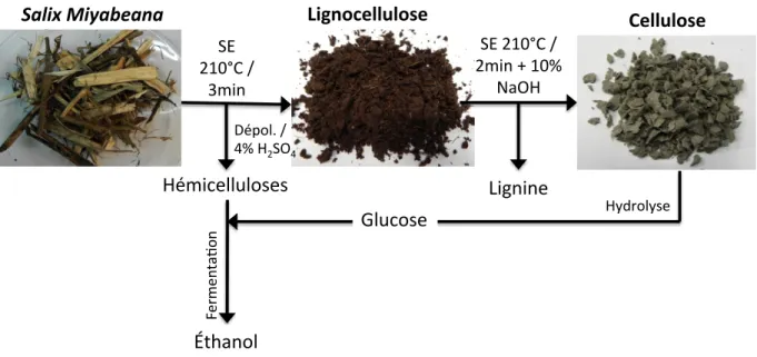 Figure	
  4.11	
  Procédé	
  utilisé	
  pour	
  la	
  production	
  des	
  fibres	
  lignocelluloses	
  (210°C	
  /	
  3	
  min)	
  et	
  des	
  fibres	
   cellulosiques	
  (210°C	
  /	
  2min	
  avec	
  10%	
  m/m	
  de	
  NaOH)	
  jusqu'à	
  la	
  conver