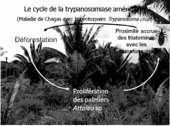 Figure  0 . 3- Le cycle de transmission de la  maladie de  Chagas 