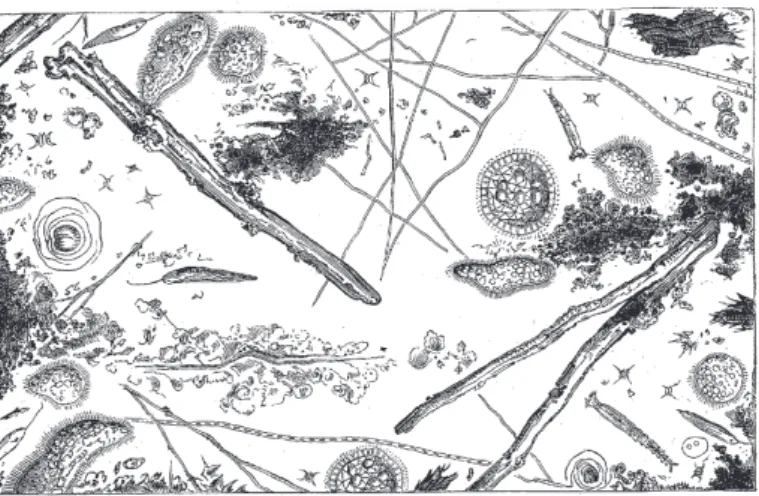 Fig. 67. L'eau de la Seine au-dessous du débouche de l'égout collecteur d'Asnieres, vue au microscope.