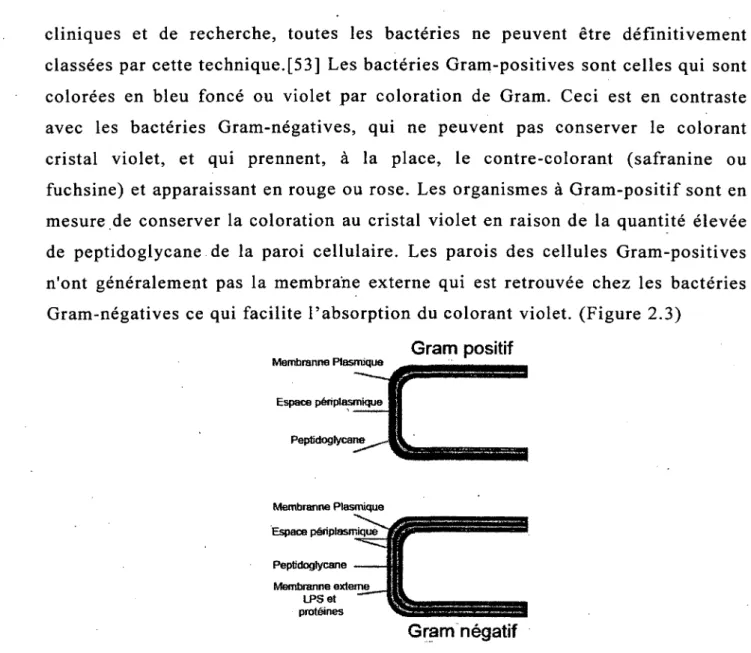 Figure 2.3  Illustrations montrant  les différences  entre les bactéries  Gram-positives et Gram- Gram-négatives