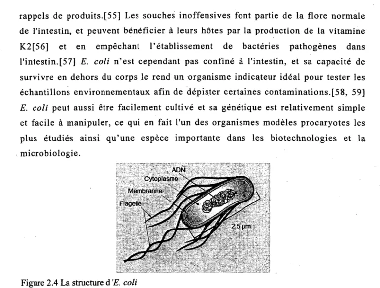 Figure 2.4 La structure d'E. coli 