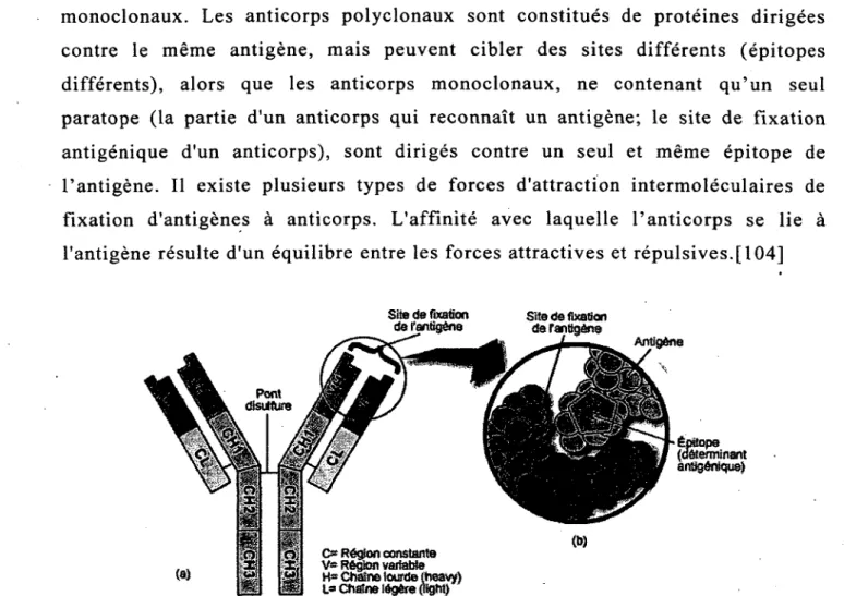 Figure  2.10:  (a)  Structure  fondamentale  d'un  anticorps;  (b)  Vue  rapprochée  d'un  site  de  fixation d'un antigène