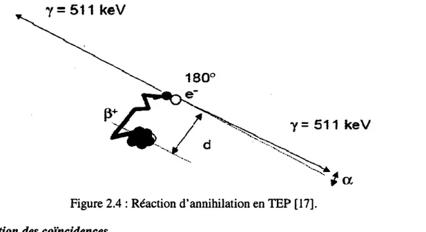 Figure 2.4 : Réaction d'annihilation en TEP [17]. 