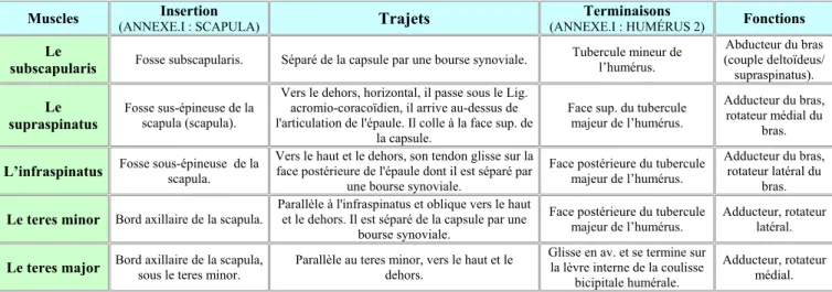 Tableau II-7 :Topographie et fonctions des muscles de la coiffe des rotateurs. 